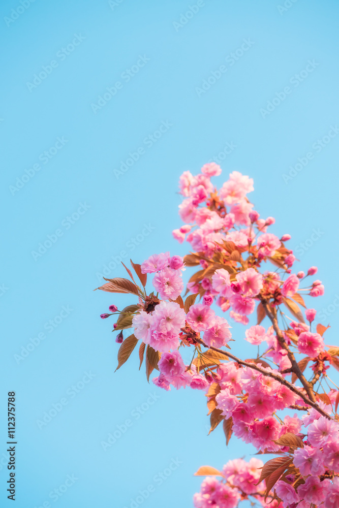 Pink flowers of sakura cherry tree spring blossom on twig over blue sky background, at soft warm evening light Pink flowers of sakura cherry tree spring blossom on twig over blue sky background, at soft warm evening light