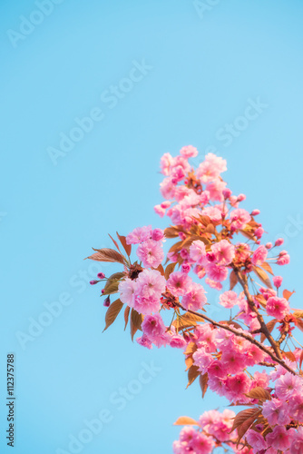 Pink flowers of sakura cherry tree spring blossom on twig over blue sky background  at soft warm evening light