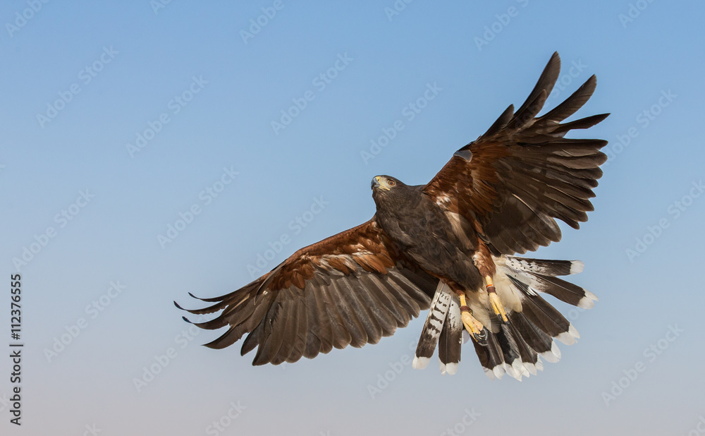 Hawk gird about to land in a desert near Dubai, UAE Hawk gird about to land in a desert near Dubai, UAE