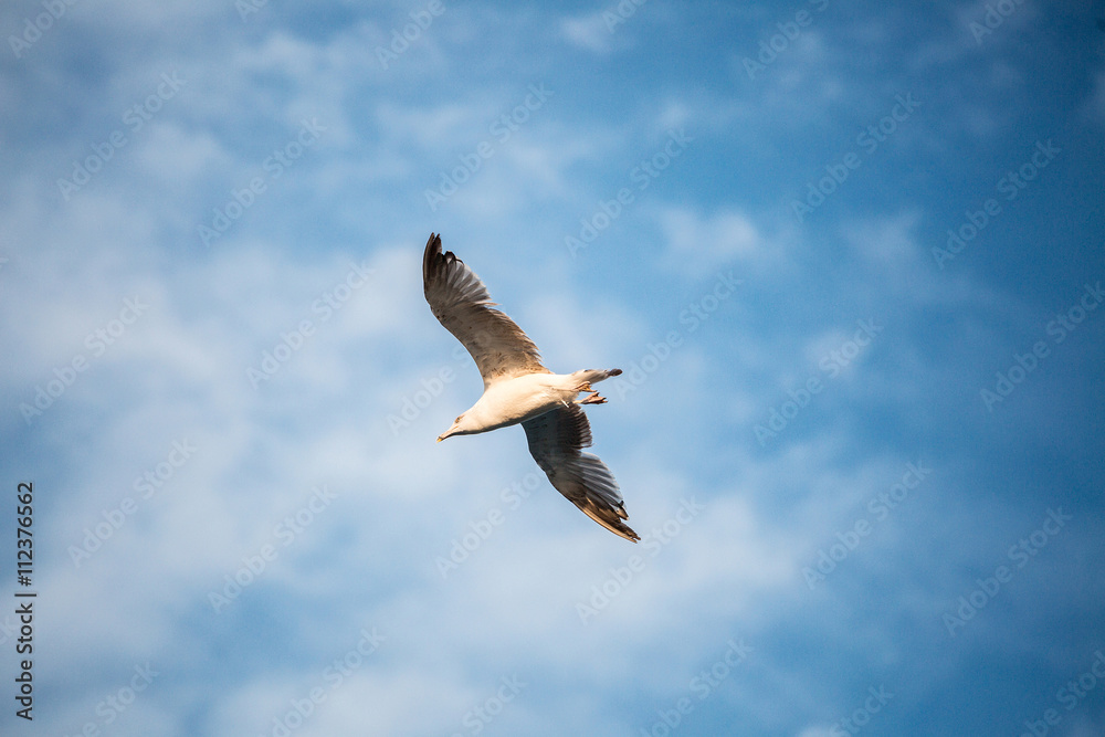 Fototapeta premium Seagull in the sky