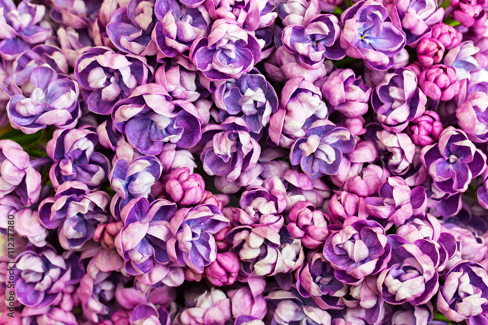 Beautiful floral background with flowers of lilac.