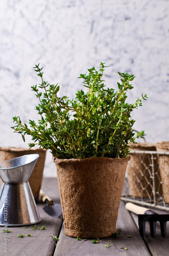 Sprouts fresh thyme Sprouts fresh thyme