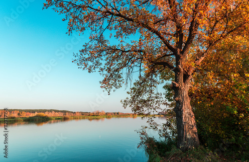 The tree on the Bank of river in autumn