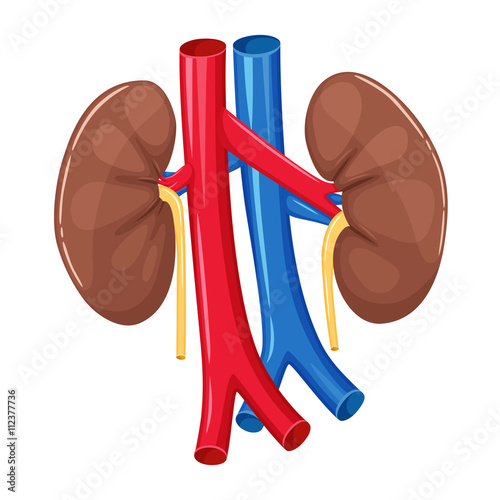 Human kidney anatomy