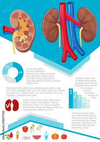 Human kidney infographic