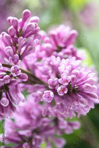 Lilac Purple Twig Macro © cosma