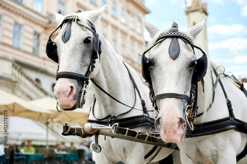 Horse-drawn carriagein Vienna, Austria