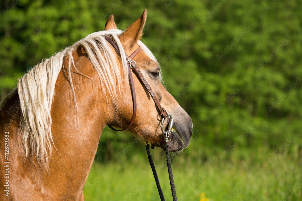 Obraz premium Haflinger