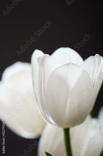 delicate bouquet of a white tulips on a dark background. vertica