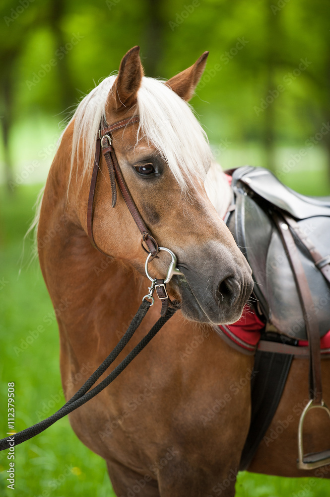 Fototapeta premium Haflinger