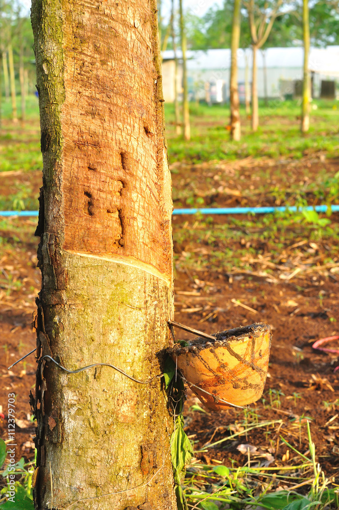 Closeup of rubber tree at rubber plantation Closeup of rubber tree at rubber plantation