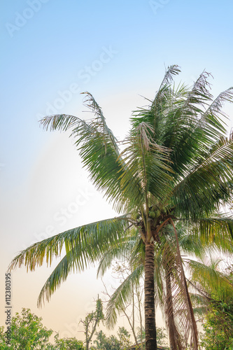 Coconut tree in the farm with the blue sky.