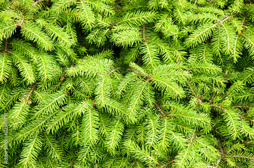 green background from fir-tree branches