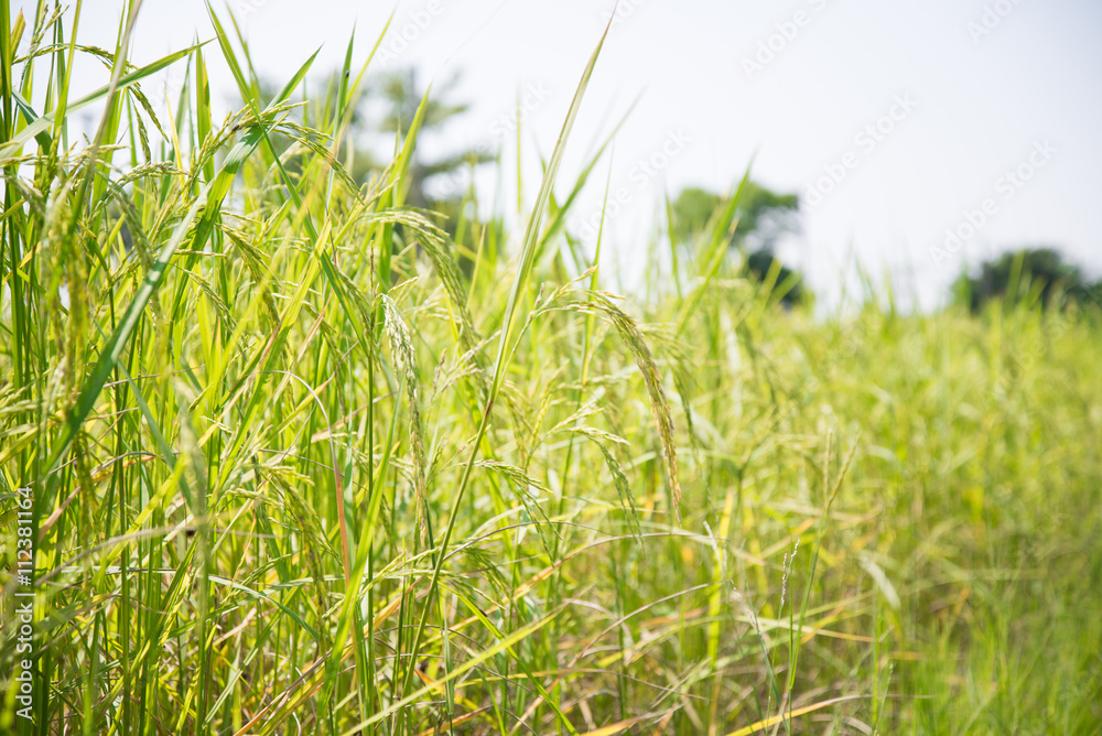 Naklejka premium green rice field