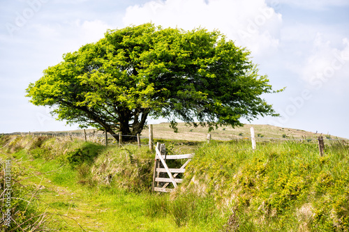 pathway to brown will on bodmin moor cornwall england uk photo