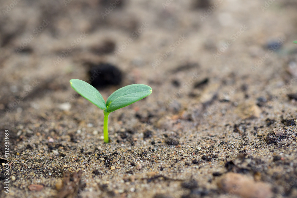 Young green sprout in summer garden. Young green sprout in summer garden.