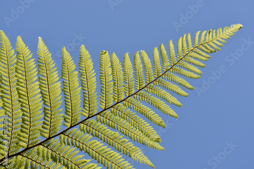 Branch of new Zealand giant fern in bright sun light with blue sky in background.