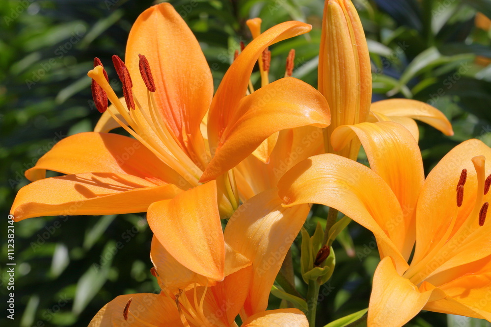 Fototapeta premium japanese lily