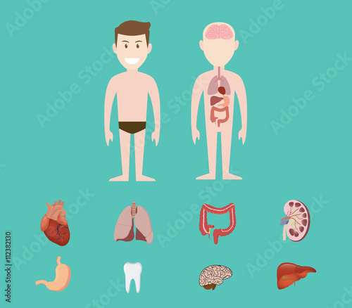 human anatomy organ heart lunge kidney brain tooth gastric liver vector graphic illustration
