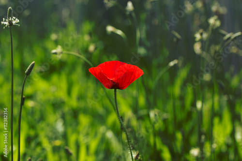 Field of bright red corn poppy flowers in summer. Papaver rhoeas