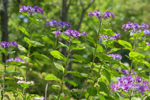 Принти на полотні japanese hydrangea