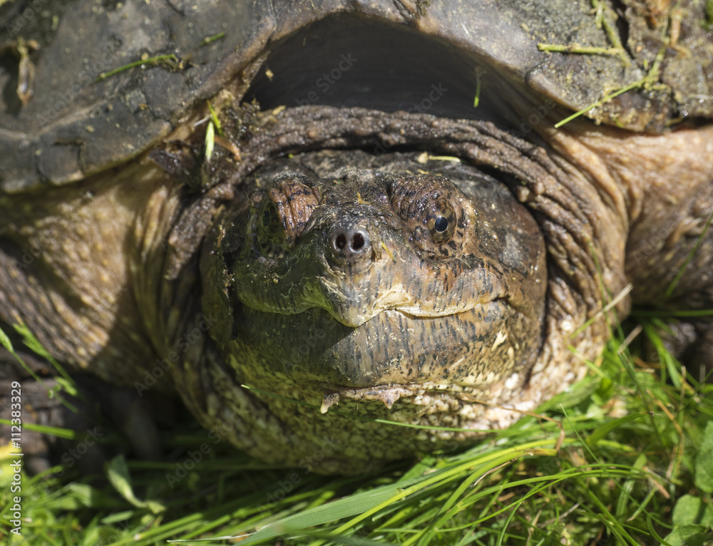 Snapping Turtle Closeup: A face to face closeup of a female Common Snapping Turtle in the grass Snapping Turtle Closeup: A face to face closeup of a female Common Snapping Turtle in the grass