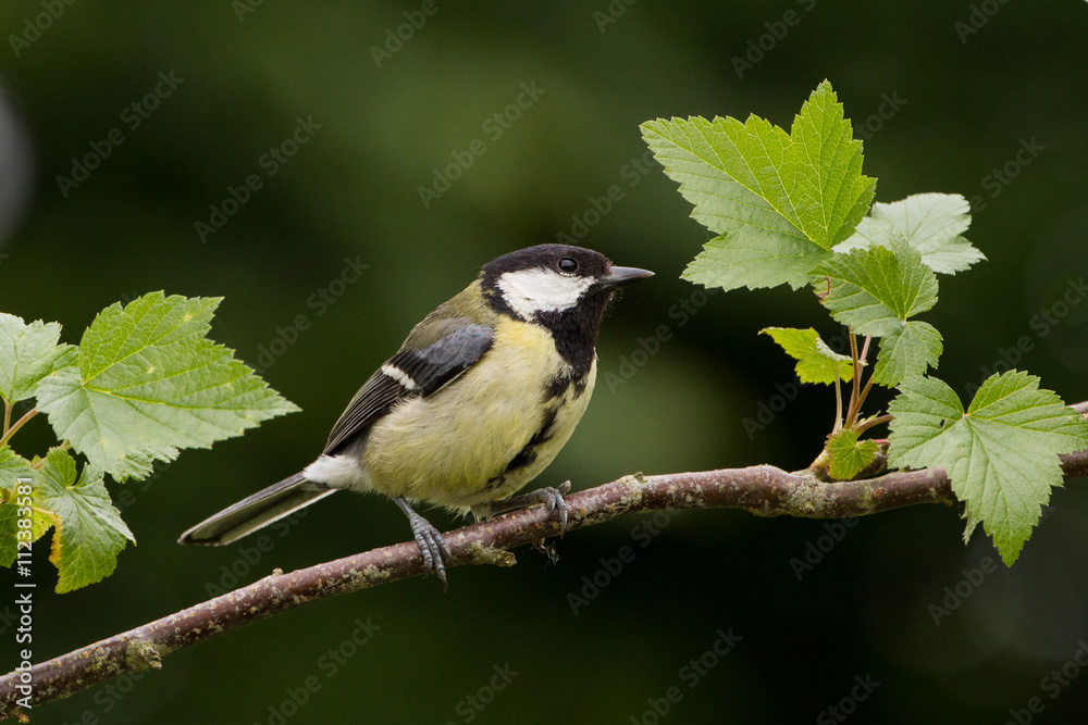 Obraz premium Adult Great Tit on Branch facing right
