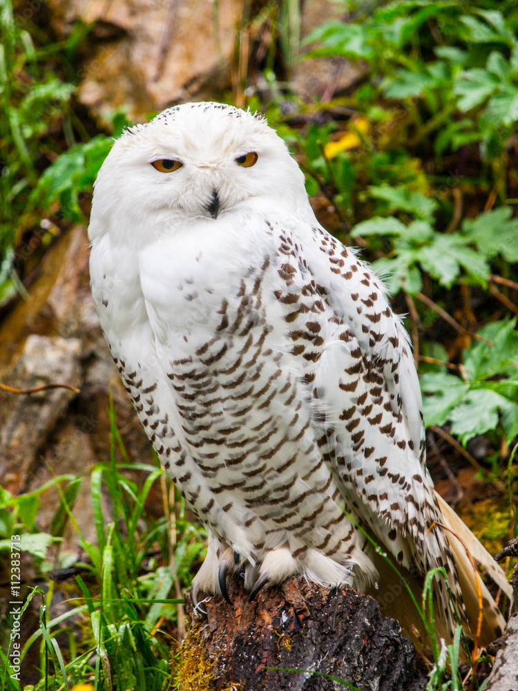 Fototapeta premium Snowy owl sitting on the tree stump