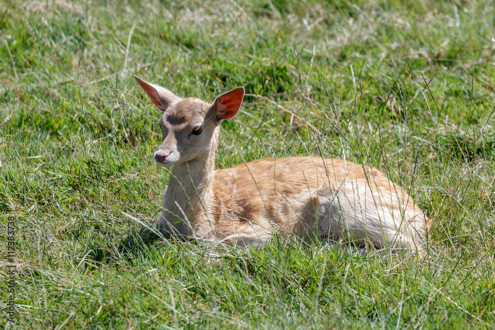 Fallow Deer (Dama dama) Fallow Deer (Dama dama)
