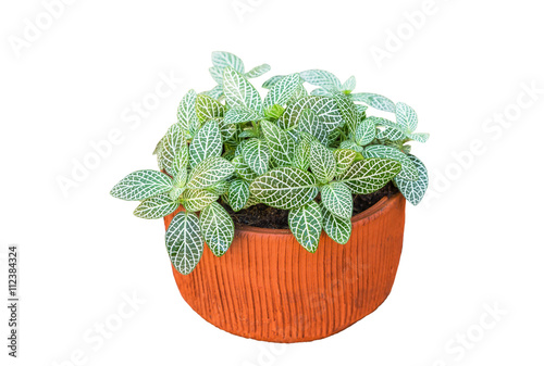 Nerve plant or Mosaic plant (Fittonia albivenis) , (Fittonia verschaffeltii) white background  photo