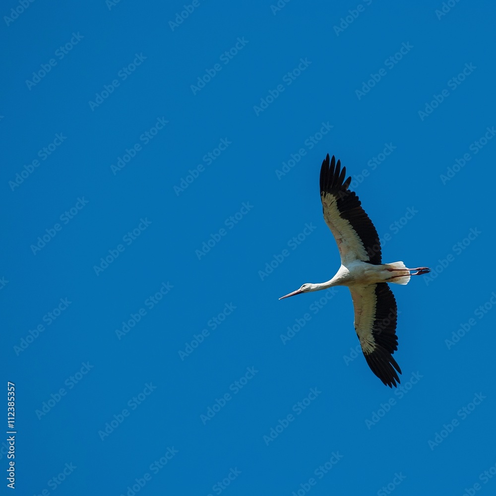 Obraz premium Weißstorch (Ciconia ciconia) im Flug vor blauem Himmel, Schleswig-Holstein, Deutschland