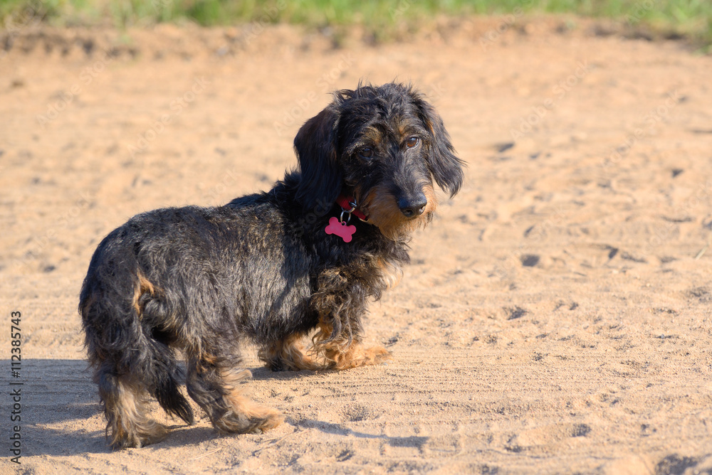 Puppy of a long-haired dachshund Puppy of a long-haired dachshund