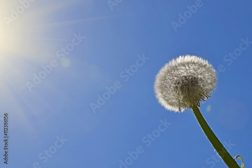 White dandelion over clear blue sky and sunshine