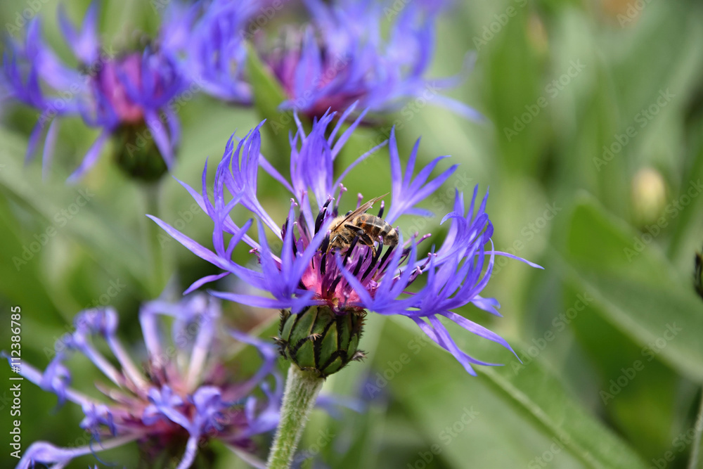 A bee pollinating a flower cornflowers. Cornflower - Centaurea. Bee on a flower. Cornflowers bloom A bee pollinating a flower cornflowers. Cornflower - Centaurea. Bee on a flower. Cornflowers bloom