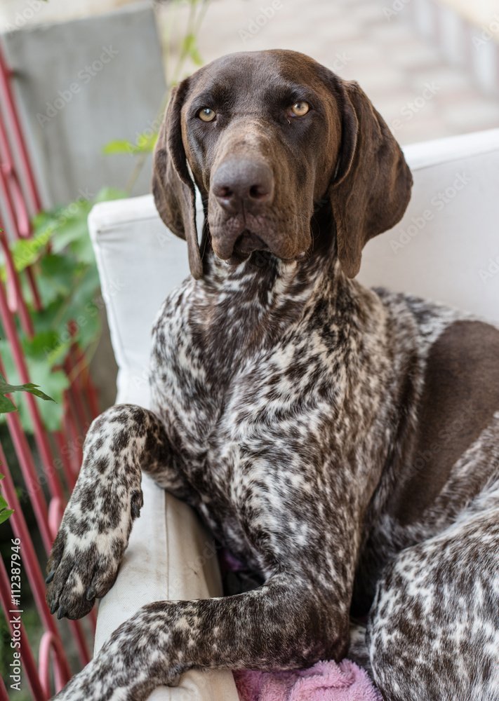 German pointer dog posing in garden German pointer dog posing in garden