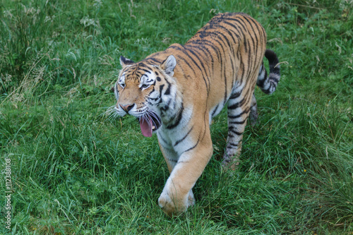 Siberian Tiger  Panthera tigris altaica  or Amur Tiger