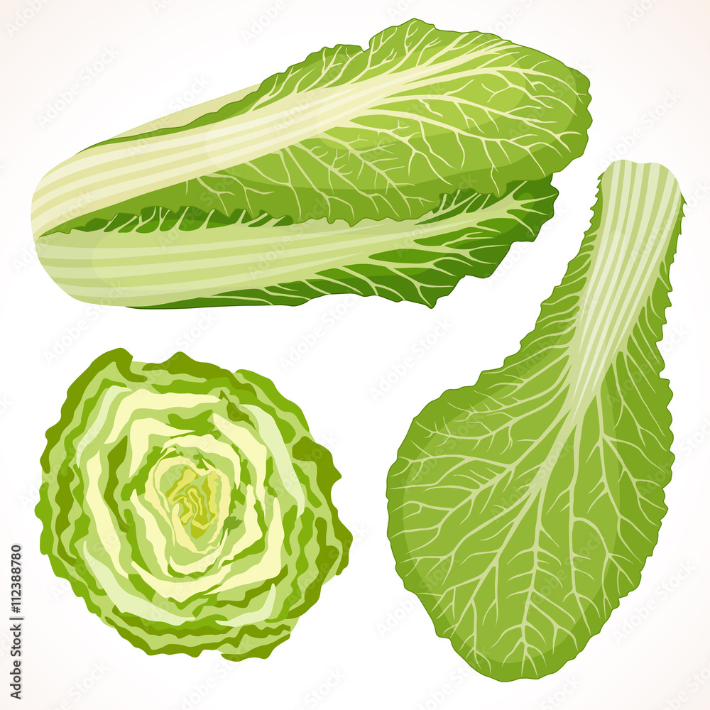 Chinese cabbage isolated on background. Vector illustration. Whole, cut and cabbage leaf. Chinese cabbage isolated on background. Vector illustration. Whole, cut and cabbage leaf.