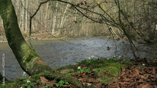 Wuerm river landscape in springtime. flowing stream water. located next to Starnberg, Bavaria (Germany) photo
