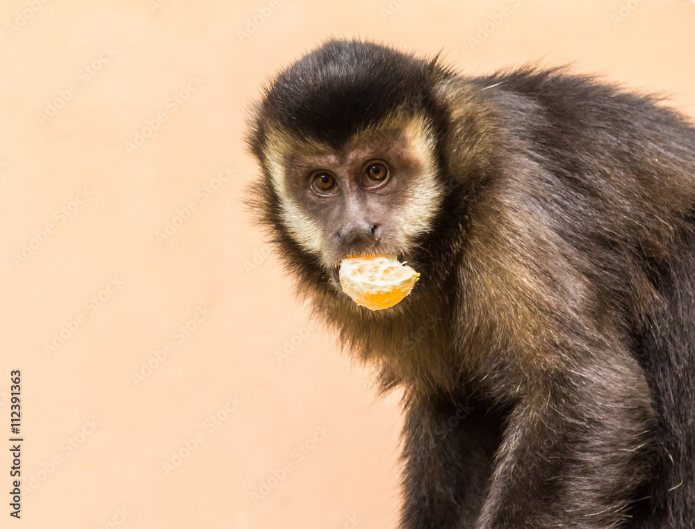 Macaco Prego. (Sapajus nigritus) Macaco Prego. (Sapajus nigritus)