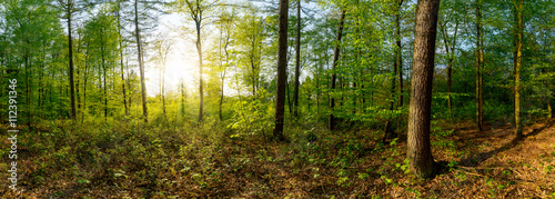 Waldpanorama mit Sonnenstrahlen © Günter Albers