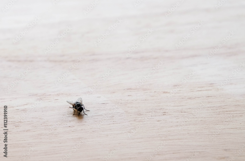 Small fly on wooden table at left down corner background