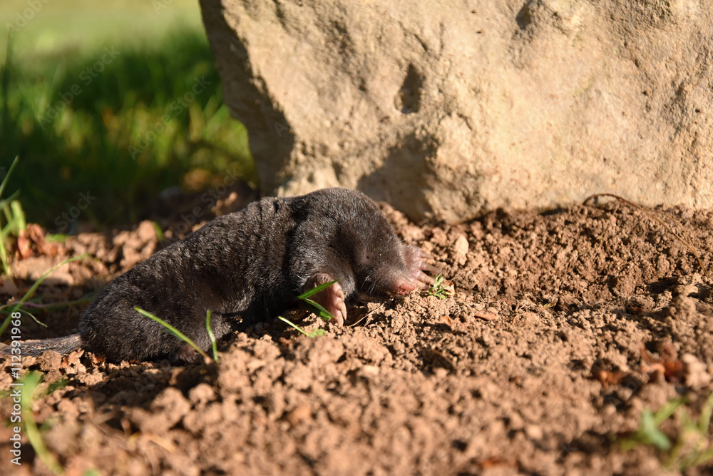 Mole in the garden of stone. Mole - Talpa europaea Mole in the garden of stone. Mole - Talpa europaea