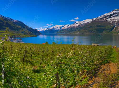 Hardangerfjord in Norway