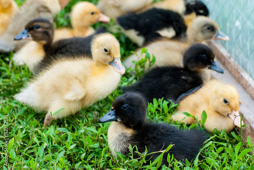 Yellow, black, mottled ducks on the farm © Olha Cheverda