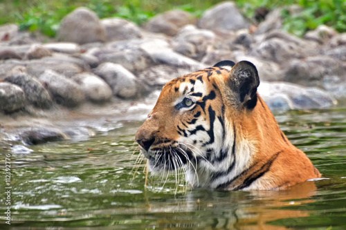 Beautiful Royal Bengal Tiger   Panthera Tigris  bathing in water. It is largest cat species and endangered   only found in Sundarban mangrove forest of India and Bangladesh.