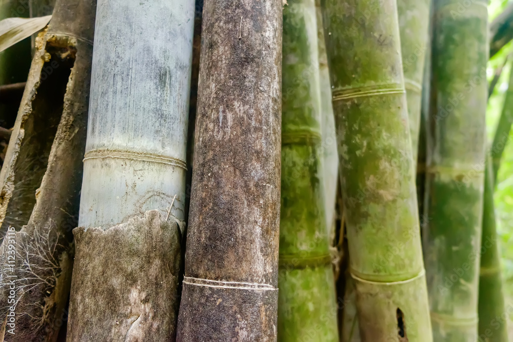 Green Asian Bamboo forest, abstract background with shallow depth of field Green Asian Bamboo forest, abstract background with shallow depth of field
