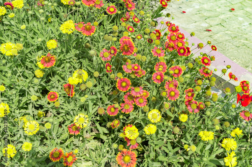 Red and yellow flowers at the road side