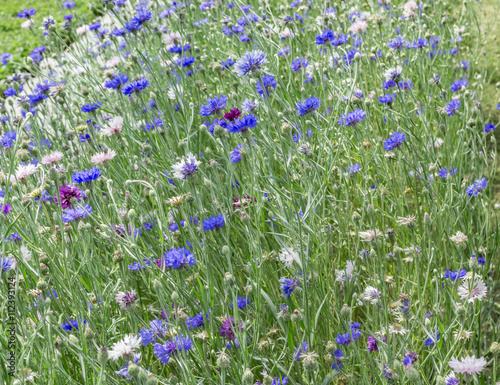 Violet flowers and green grass