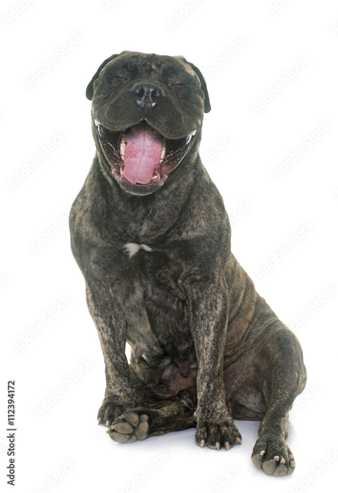 Obraz premium yawning bull mastiff in studio