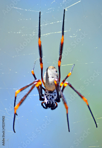 Australian female Golden orb weaver spider